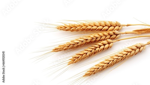 several strands of wheat in the photo on a white background.