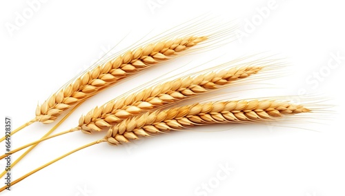 several strands of wheat in the photo on a white background.