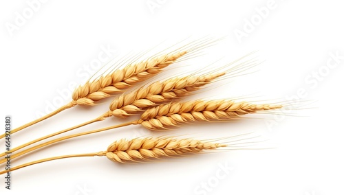 several strands of wheat in the photo on a white background.