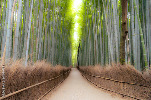 Bamboo Groves located in Arashiyama in Kyoto is a very popular natural attraction