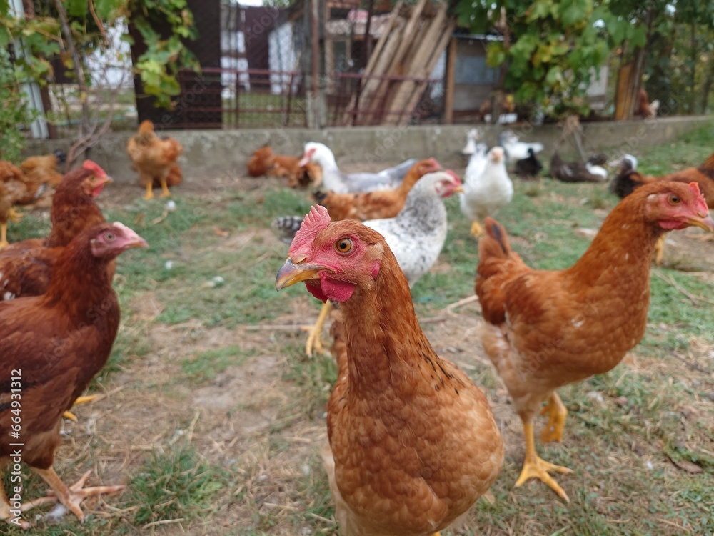 Fototapeta premium Free-range hens or chicken in a rural home backyard. Close up shot, no people