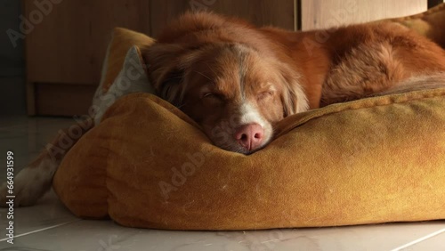 Red Dog sleeps on a pet bed. A Nova Scotia Duck Tolling Retriever resting in a room. High quality 4k footage.
