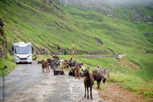 Motorhome advances between goats on a mountain road