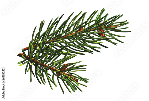 Spruce branch. Green fir. Realistic Christmas tree llustration for Xmas cards, New year party posters isolated Transparent png background