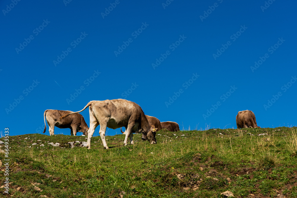 House cows grazing in the Swiss mountains.