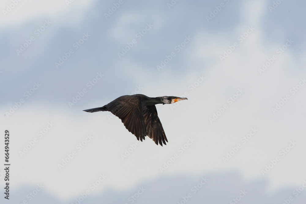 Great Cormorant, Phalacrocorax carbo Great Cormorant, Phalacrocorax carbo