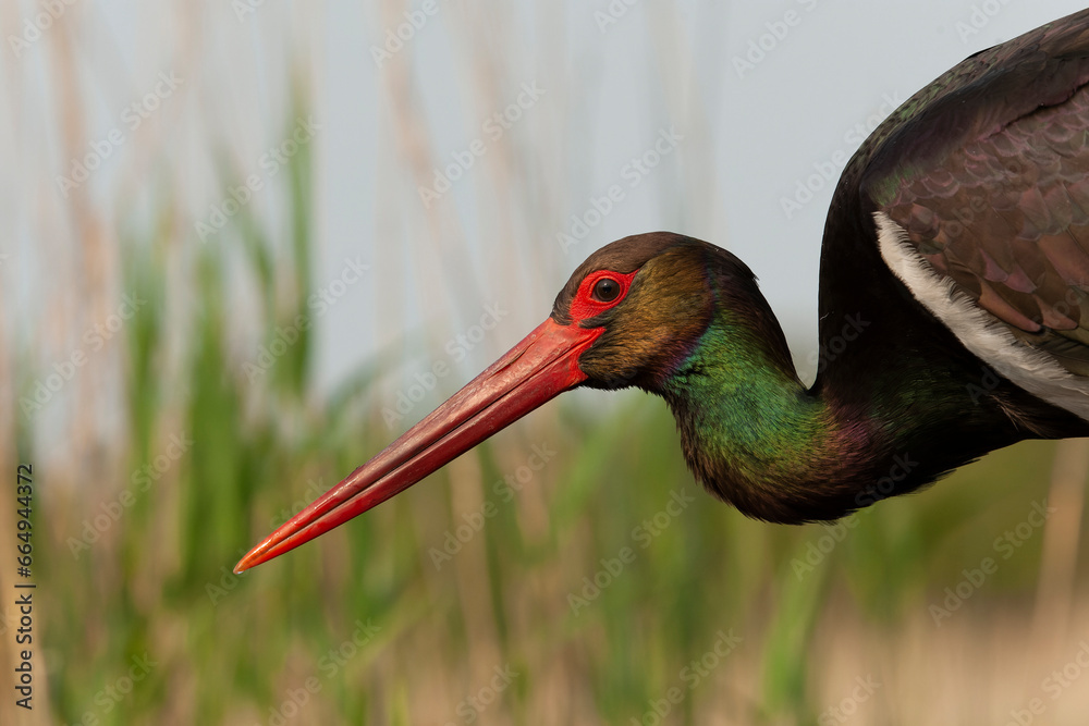 Naklejka premium Black Stork, Ciconia nigra