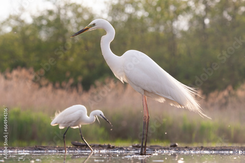 Photos Great Egret, Ardea alba alba