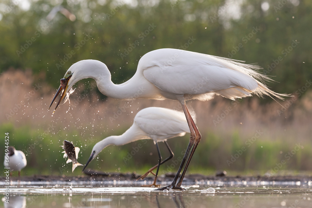 Obraz premium Great Egret, Ardea alba alba
