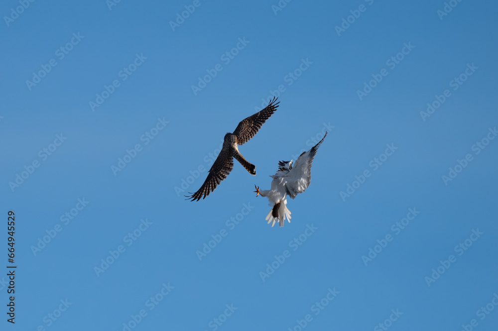 Obraz premium Elanus caeruleus - Black-winged Kite - Elanion blanc
