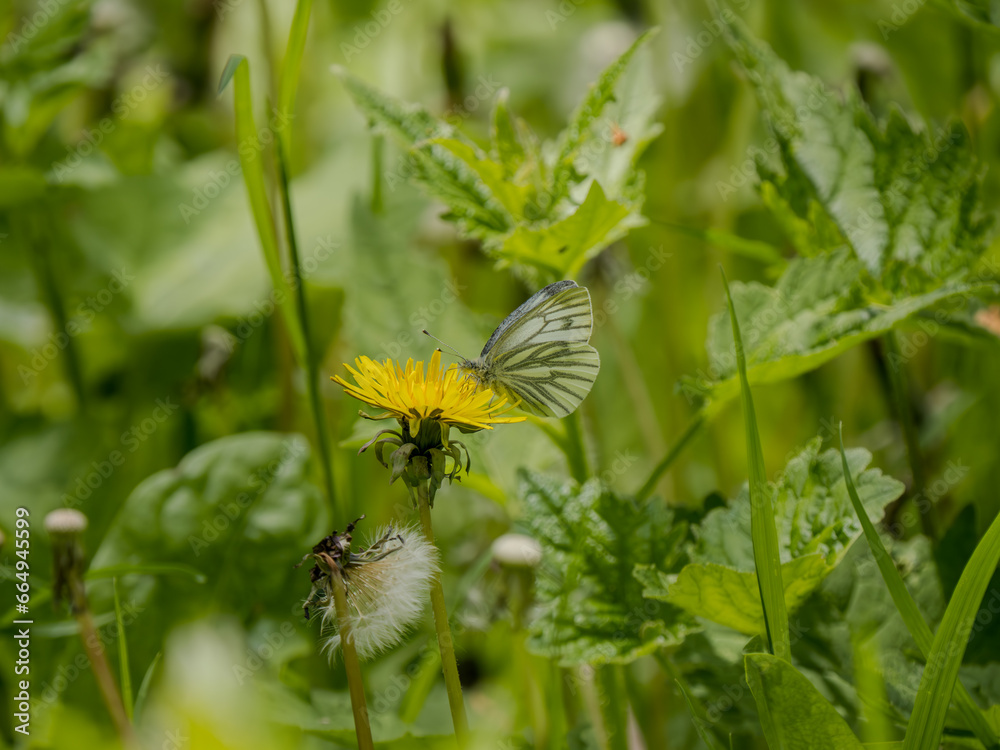Green-veined White Butterfly Feeding on a Dandelion Green-veined White Butterfly Feeding on a Dandelion