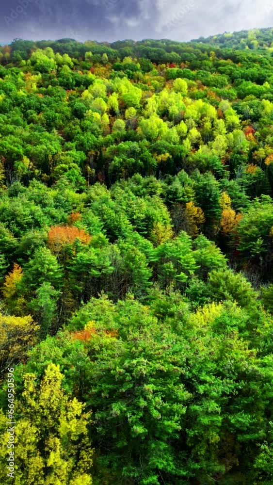 flying along the side of a mountain forest in early autumn. Vertical landscape background video flying along the side of a mountain forest in early autumn. Vertical landscape background video