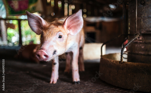A portrait of a cute small piglet is standing on the farm.Pig Breeding farm in swine business in tidy and  indoor