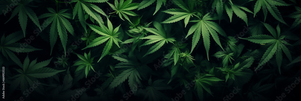 A backdrop of large cannabis leaves, arranged in a chaotic pattern. - obrazy, fototapety, plakaty 