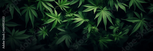 A backdrop of large cannabis leaves, arranged in a chaotic pattern. photo