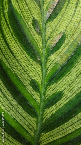 Close up of Calathea makoyana E.Morren plant  Leaf pattern for a background.