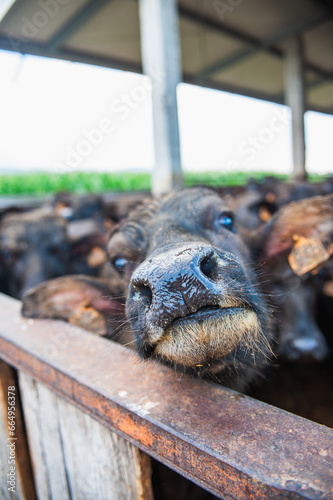 Italian buffalos standing n mozzarella cheese farm factory. food excellence export produce concept. photo