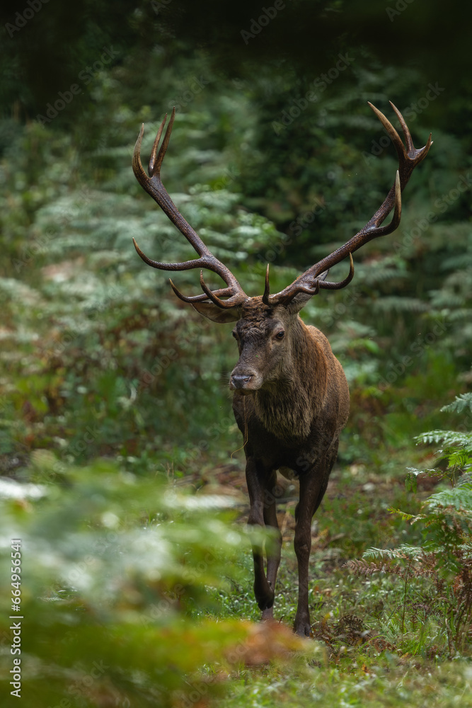 Red deer stag with large antlers walking through the ferns in autumn forest after the storm during the mating season. Red deer, cervus elaphus, wildlife, Slovakia. 