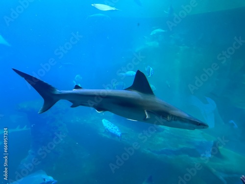 shark in the sea © Serbus