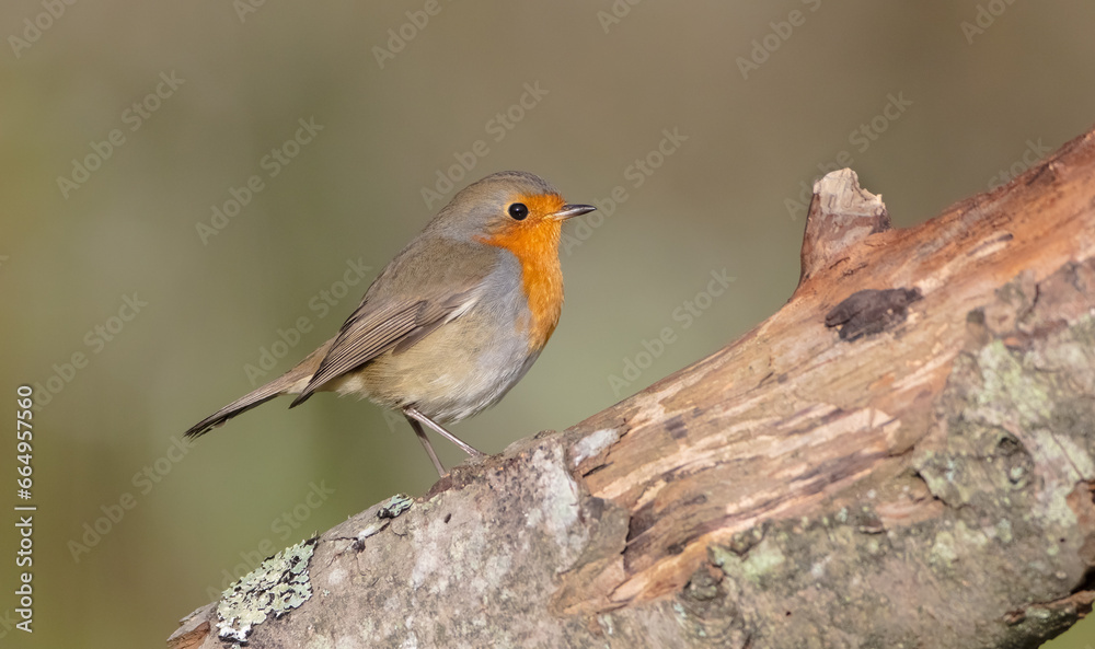 The European robin - at the wet forest in autumn The European robin - at the wet forest in autumn