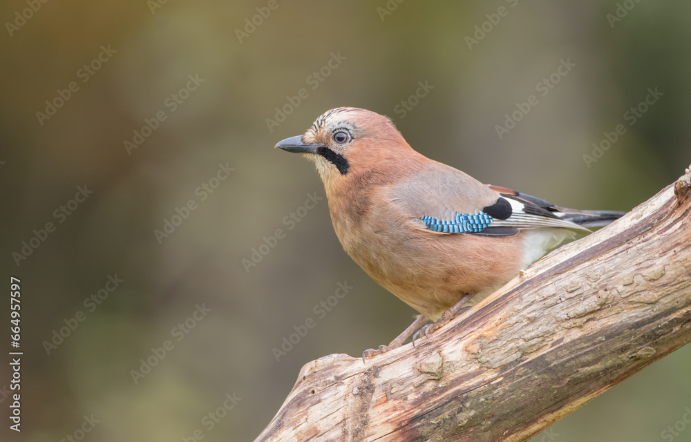 Eurasian Jay - in autumn at the wet forest Eurasian Jay - in autumn at the wet forest