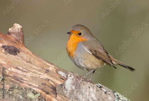 The European robin - at the wet forest in autumn © Simonas