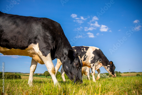 Troupeau de vaches laitières en train de brouter au milieu de la campagne. © Thierry RYO