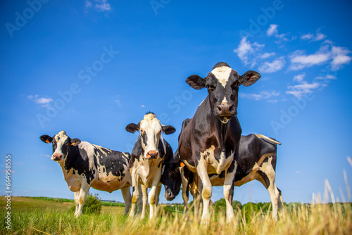 Troupeau de vache laitière noir et blanche au milieu des champs. © Thierry RYO