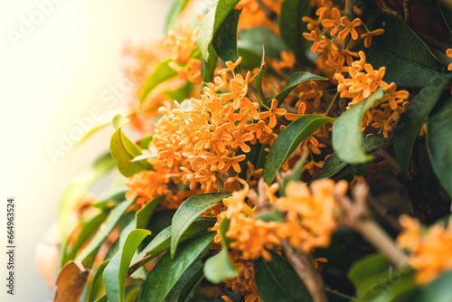 Beautiful small flowers of fragrant olive(Osmanthus fragrans)or tea olive in the park.