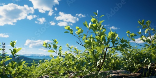 Fresh Green Leaves with Cloudy Blue Sky View