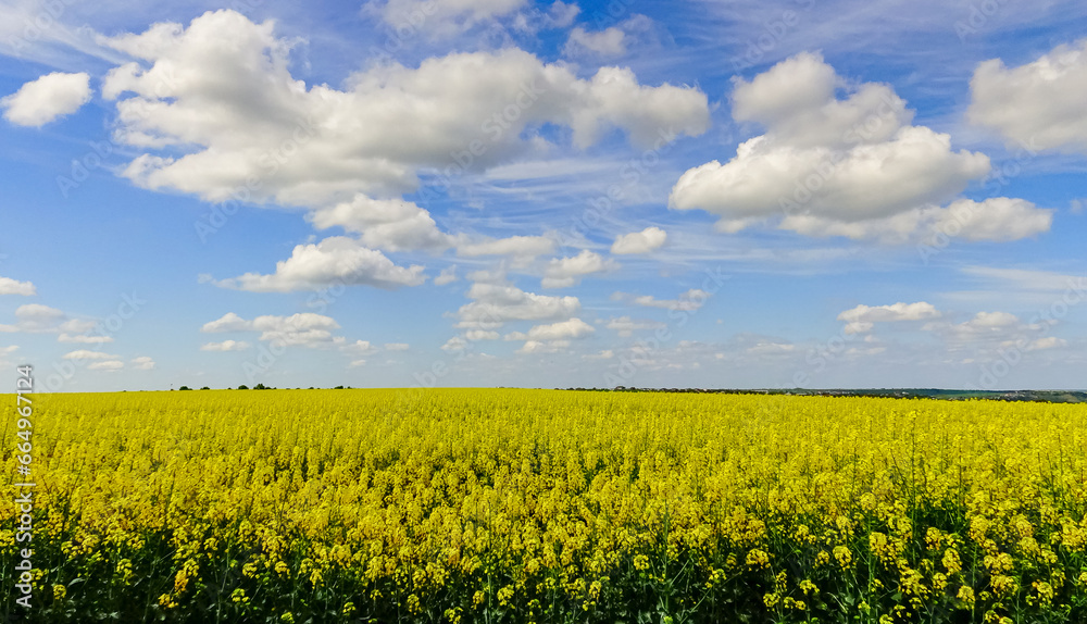 Oilseed rape, Rapeseed (Brassica napus), white clouds over a blooming rapeseed field