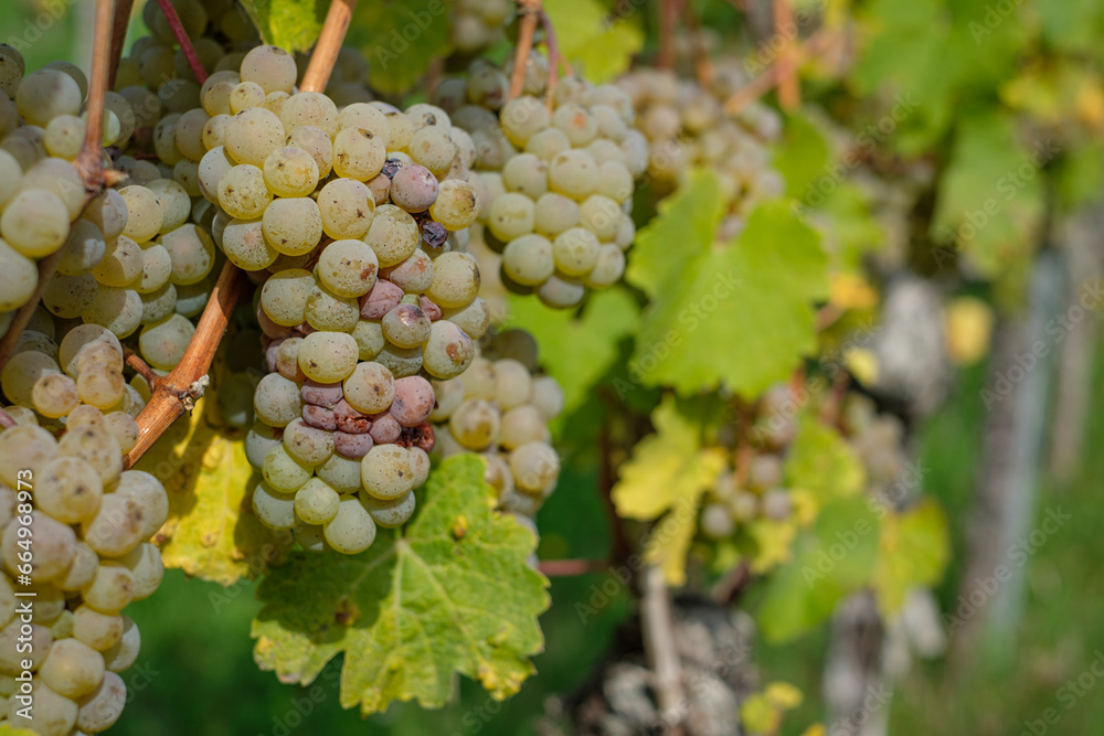Obraz premium Ripe Riesling grapes at a vine plant close-up