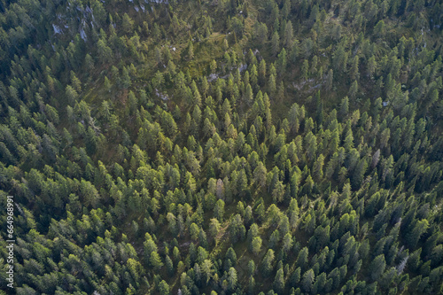 Fir trees in the mountains, summer top view