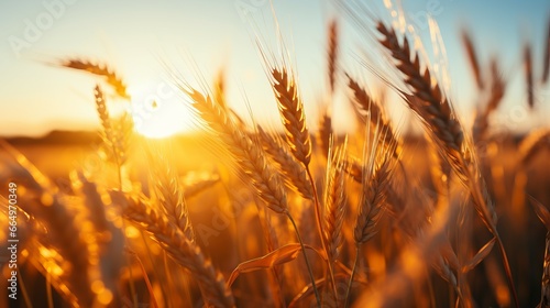 Ears of golden wheat close up. Wheatfield during sunset.  Rich harvest Concept. Spikes of wheat in the field at sunrise. Ready to harvest wheat grains on a farm during a beautiful summer sunset.