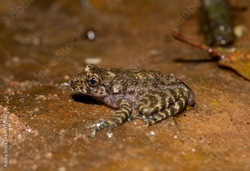 A beautiful Natal Cascade Frog (Hadromophryne natalensis) at the base of a waterfall in a forest