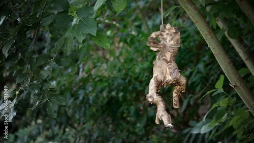 The root of the figure's shape hangs from a rope tied to a tree photo