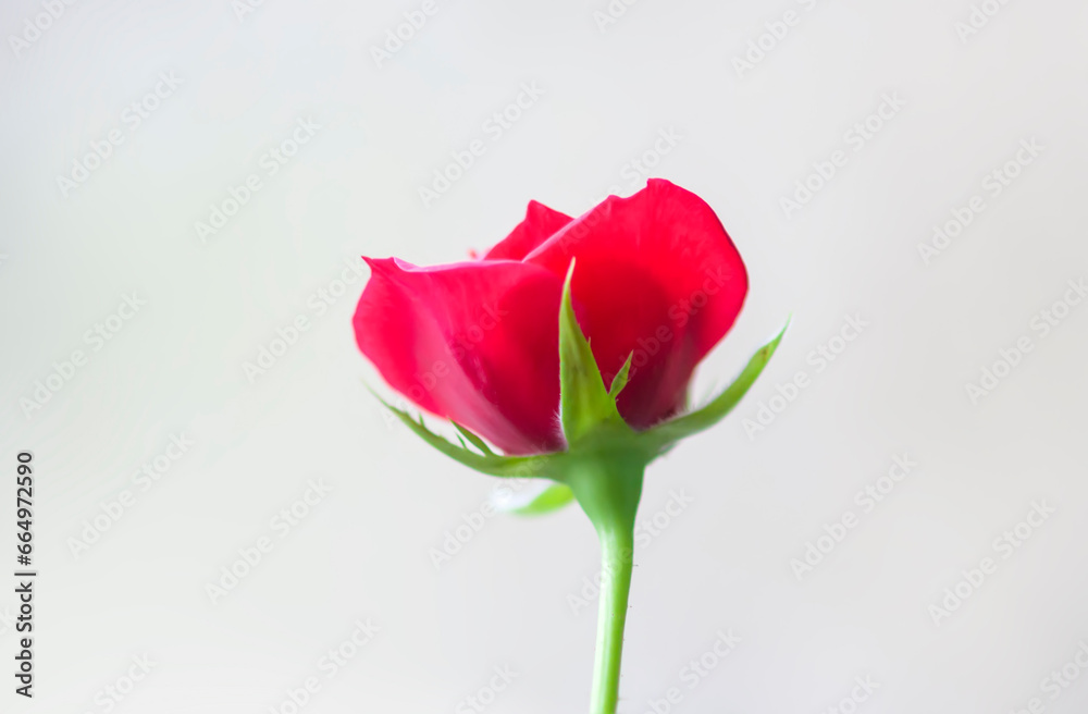 Beautiful rose flower. House and garden plant. Beautiful rose flower. House and garden plant.
