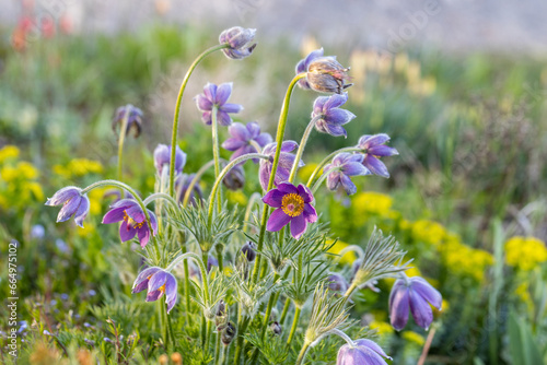 Pulsatilla vulgaris Lumbago flowering in the garden. Dream-grass flowers blooming in the spring.