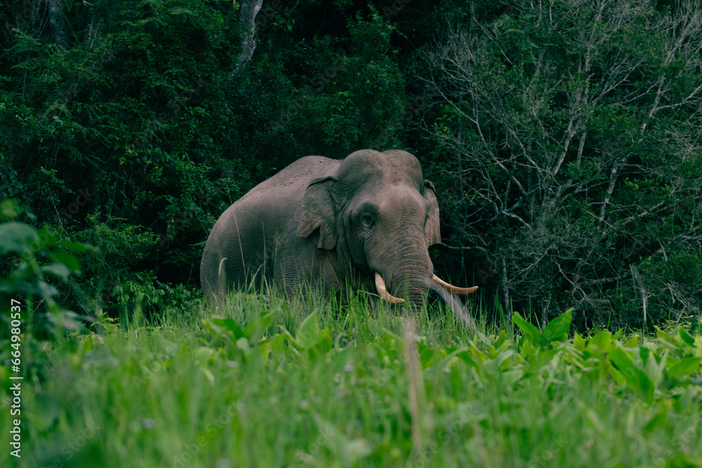 Obraz premium elephants in the wind