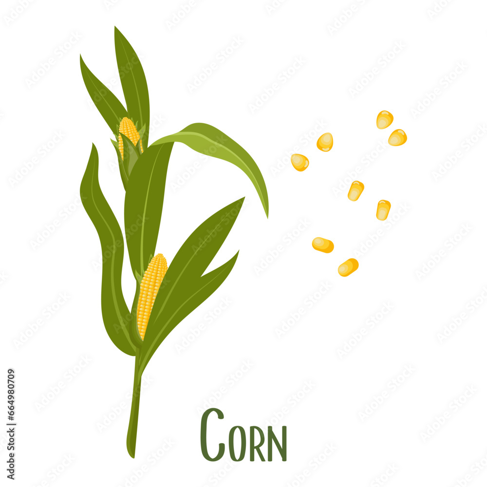 Set of corn grains and ears of corn. Corn plant, sweet corn, corn cobs