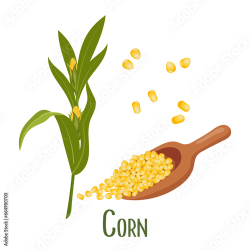 Set of corn grains and ears of corn. Corn plant, sweet corn, corn cobs, corn kernels in a plate. Agriculture, food icons, vector