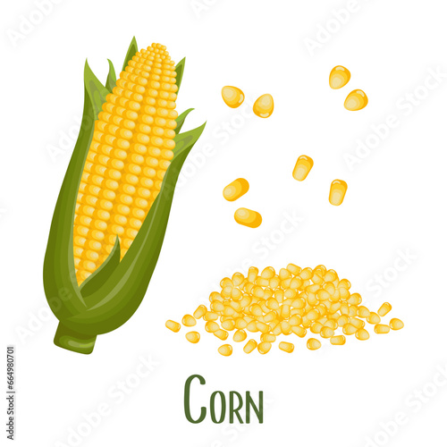 Set of corn grains and ears of corn. Corn plant, sweet corn, corn cobs, corn kernels in a plate. Agriculture, food icons, vector
