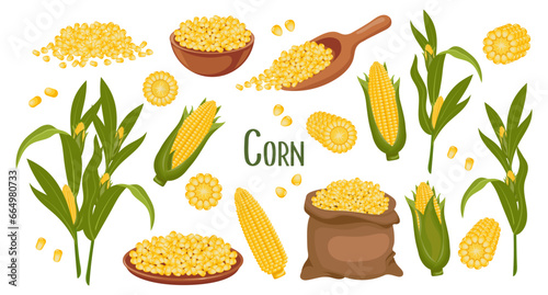 Set of corn grains and spikelets. Corn plant, Sweet corn, corn cobs, corn grains in a plate, spoon and bag. Agriculture, food icons, vector