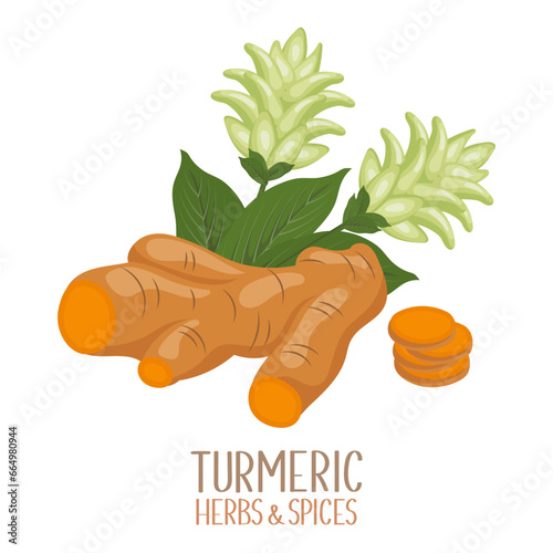 Turmeric root and flowers. Herbs and spices. Curcuma. Illustration, vector