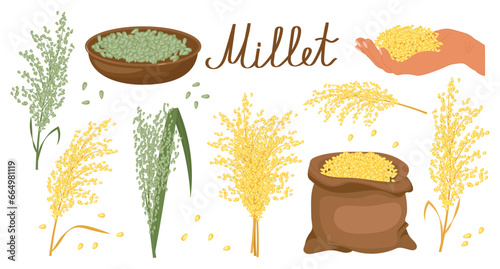 A set of grains and spikelets of millet. Millet plant, millet grains in a plate and bag. Agriculture, design elements, vector