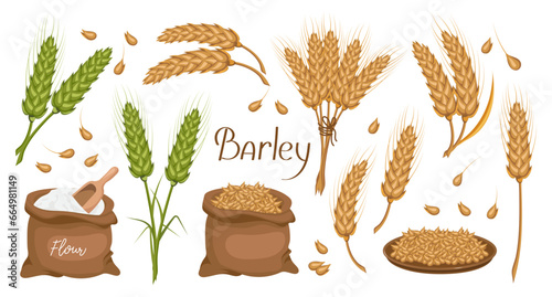 A set of grains and spikelets of barley. Barley plant, barley grains in a bag. Agriculture, design elements, vector