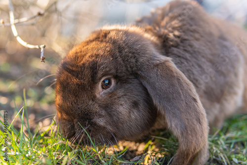 
A big beautiful purebred rabbit outdoors on a sunny day, rabbits grazing on grass