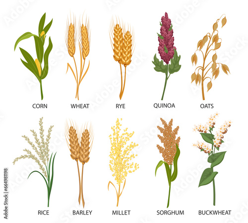 Set of cereals, grain plants. Wheat, rye, oats, rice, buckwheat, corn, quinoa, sorghum, barley, millet, spikelets. Harvest, agriculture. Illustration, vector