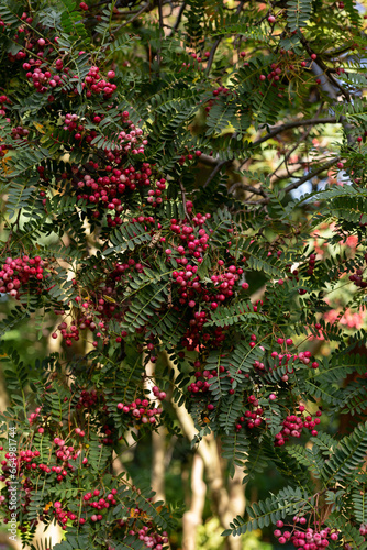 Schinus molle Peruvian pink pepper tree with peppercorns fruits in park