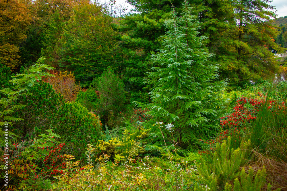 Ataturk Arboretum botanic park on Autumn, Istanbul Ataturk Arboretum botanic park on Autumn, Istanbul